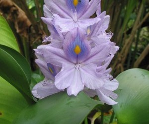 Flor de cúrcuma -  Jardín Botánico del Darién. Fuente: Panoramio.com  Por: Fabio Ocampo C